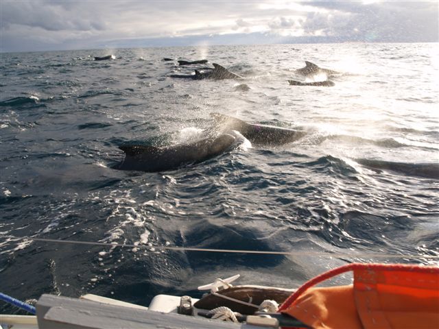 Scores of whales made their endless passes